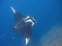 manta ray