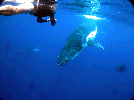 swim with whales in Tonga